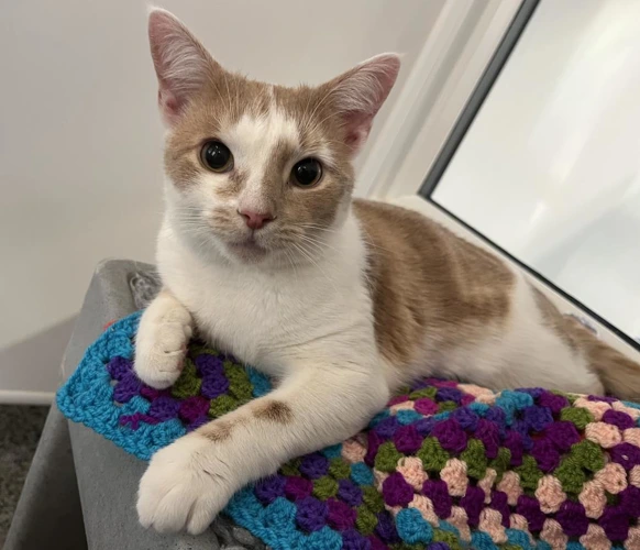 Biscuit
