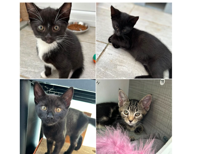 Kittens