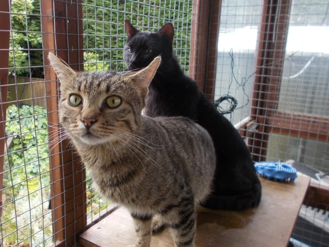Tom and Jerry