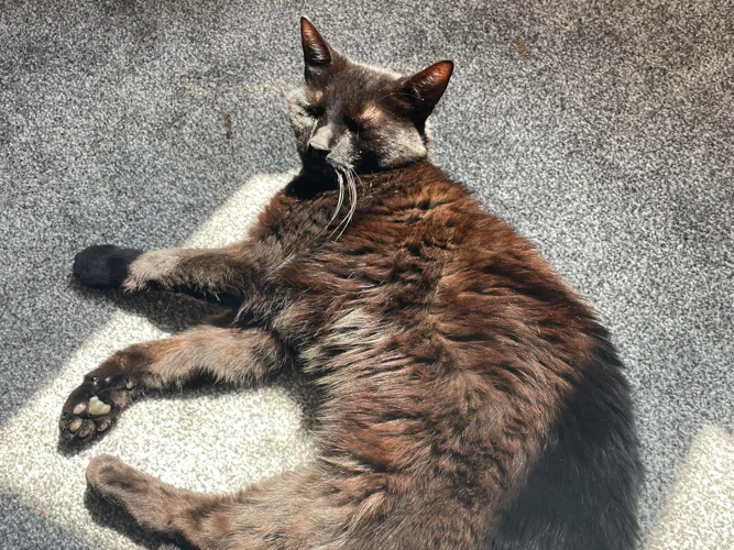 Kit