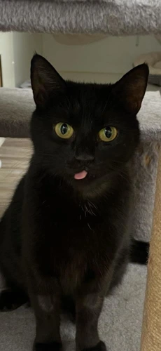 Daphne