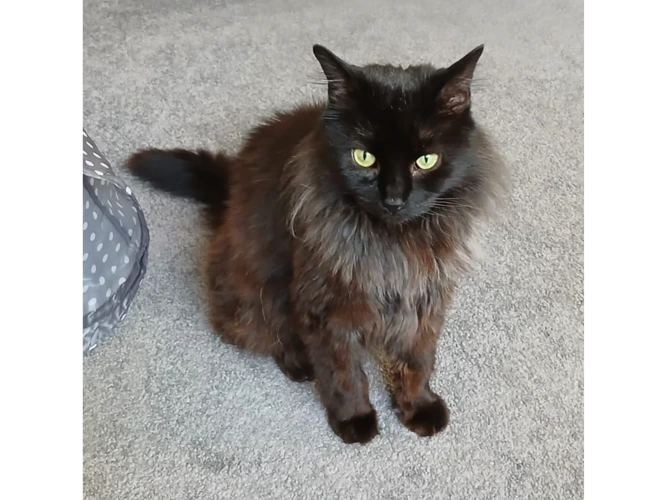 Bella