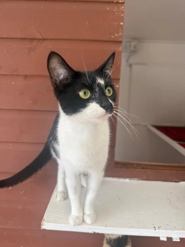 Mimi