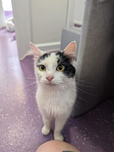 Mimi