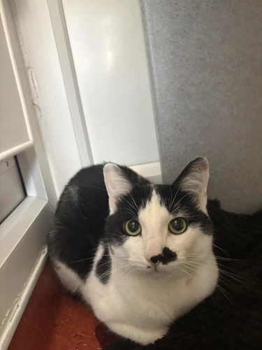 Smudge