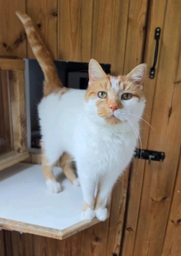 Mittens