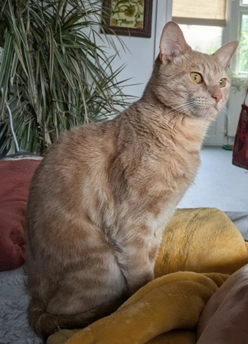 Biscuit