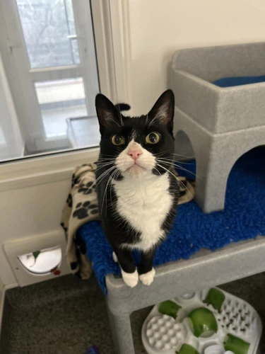 Snowie