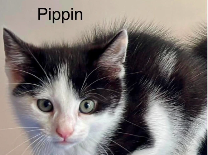 Pippin, Kissabel, and Kanzi