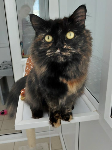Wanda