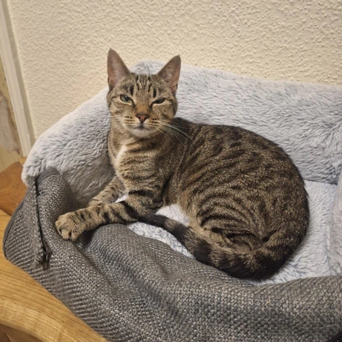KitKat