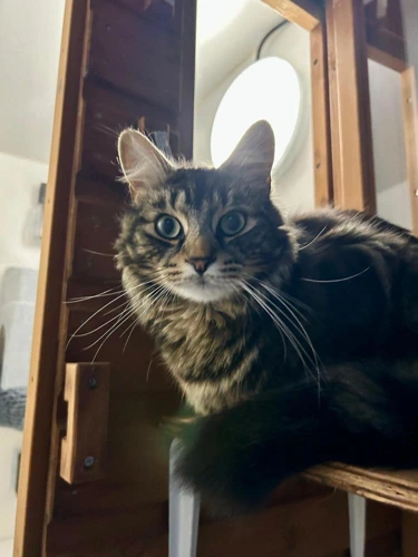 Tabby