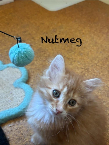 Nutmeg