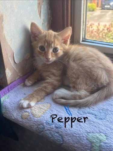 Pepper