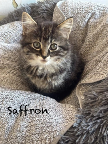 Saffron