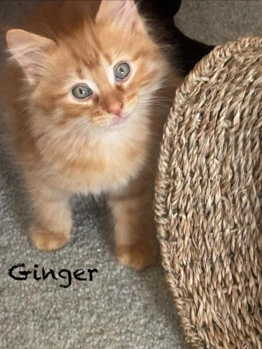 Ginger
