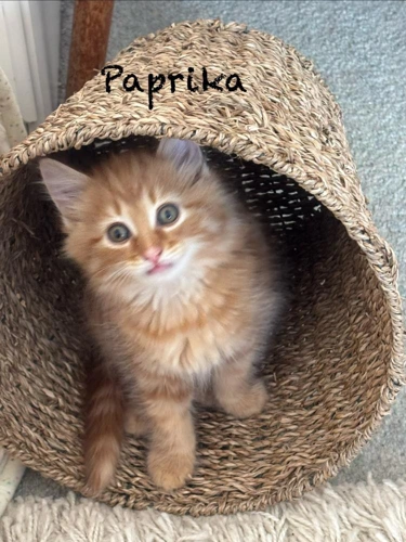 Paprika