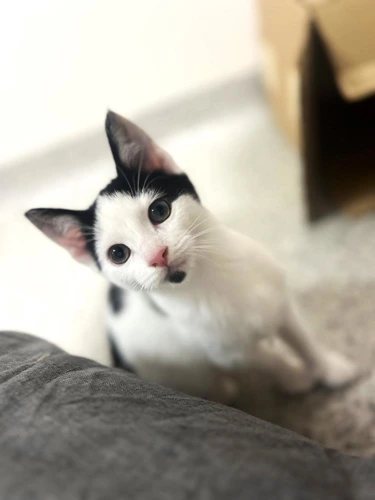Professor Biscuits
