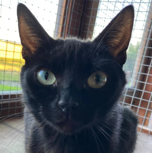 Pebbles 95 2026