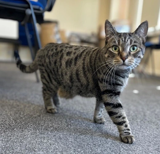 Zhara 4 Year Old Female