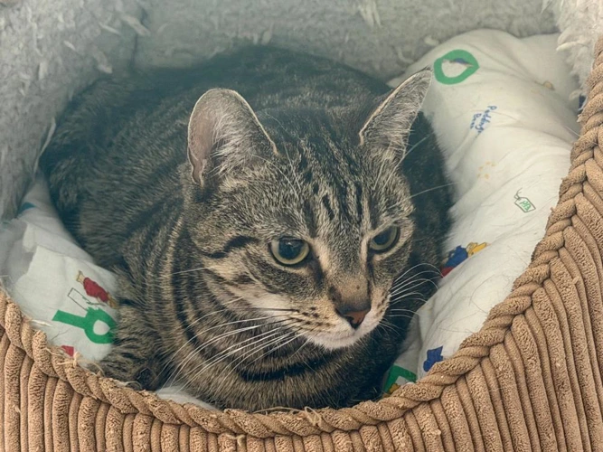 Zhara 4 Year Old Female