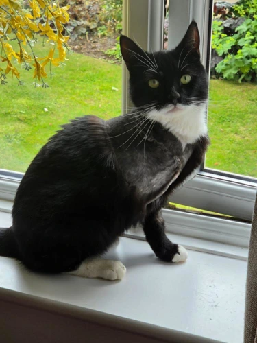 Felix