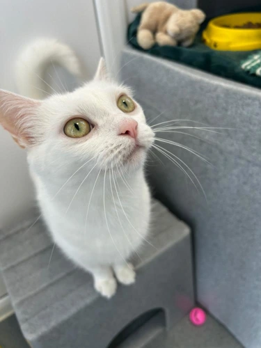 Mimi