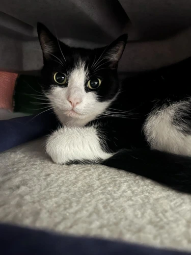 Mog