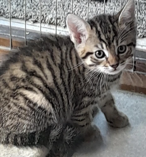 Tigger