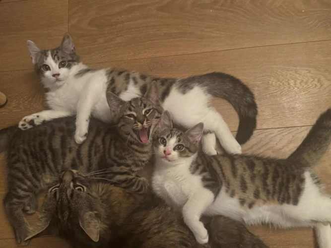 Kittens