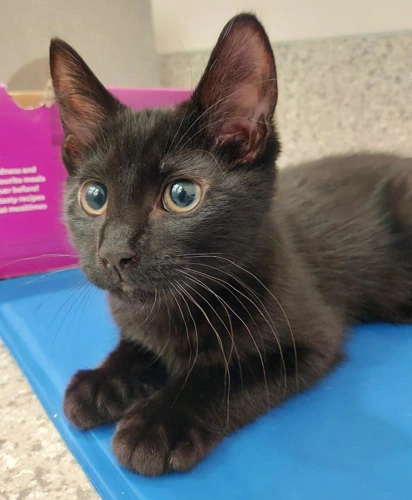 Billy Blue 4 Month Old Male