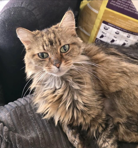 Tammy