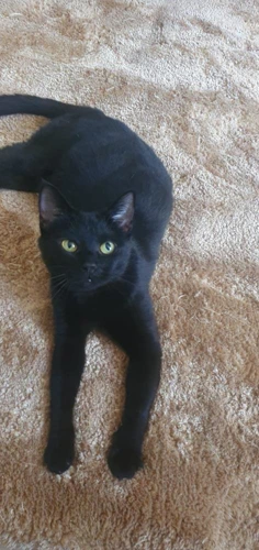 Sheba