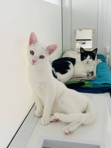 Olaf and Mitzi