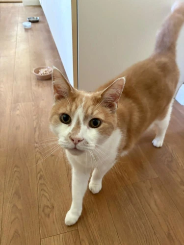 Leo