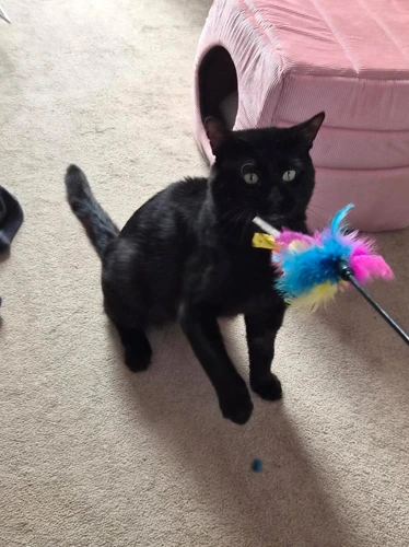 Bertie
