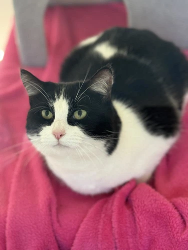 Figaro