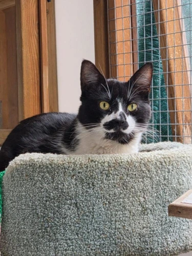 Mr Mustachio