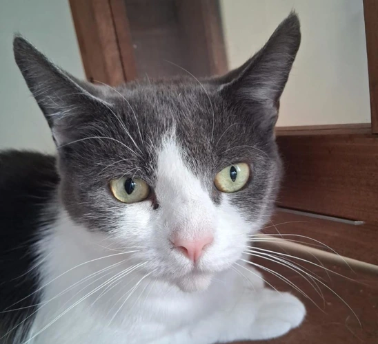 Kitty