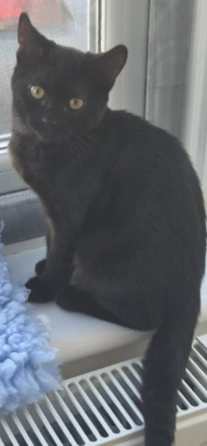 Obi
