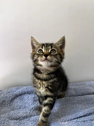 Simon