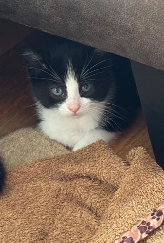 Mavis Kitten 3 Charlie