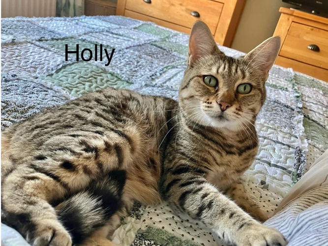 Holly