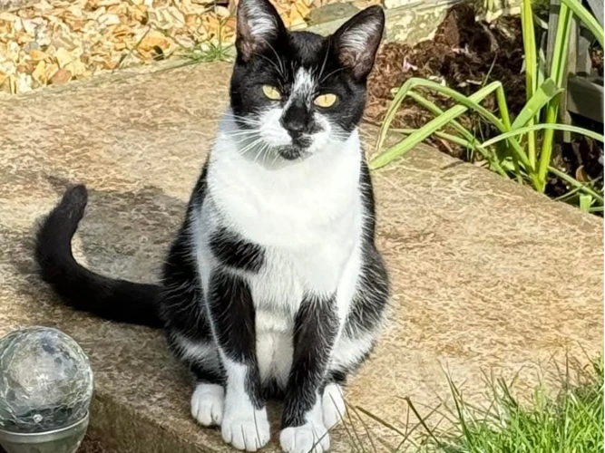 HECTOR (DH)
