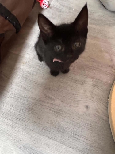Freya