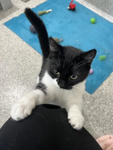 Jess 2 Year Old Female