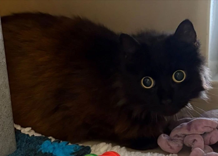 Furby