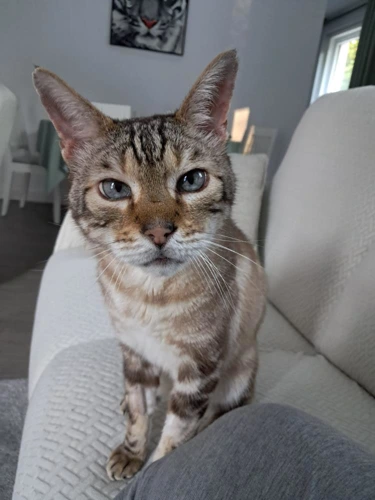 Frank  16 years FIV INDOOR ONLY