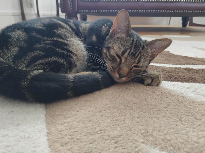 Loki