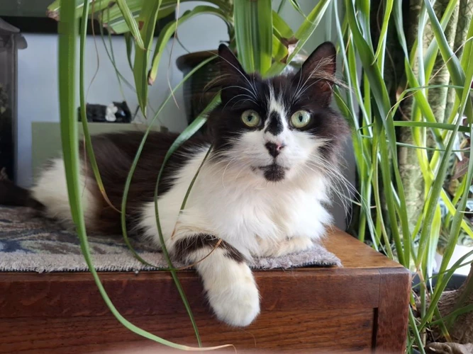 Bella